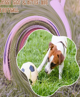 Dog playing football